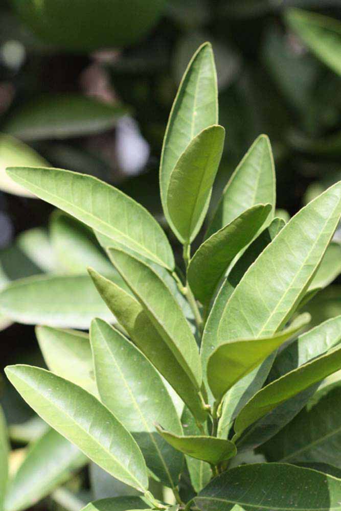                Sun leaves (Iyomikan, Riverside, CA)       